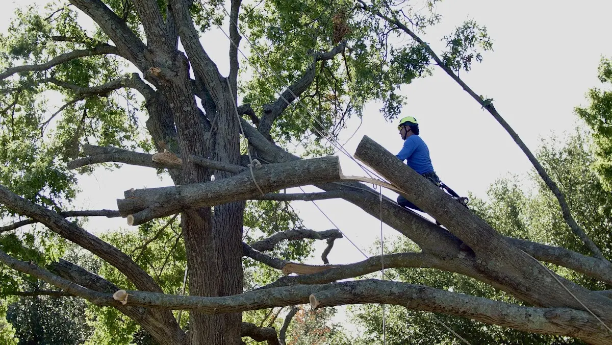 Professional Crown Thinning performed by certified arborists in Thompsontown