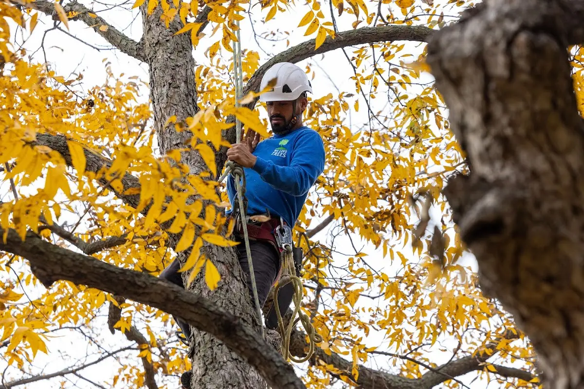 Skilled Tree Pruning crew working in Thompsontown